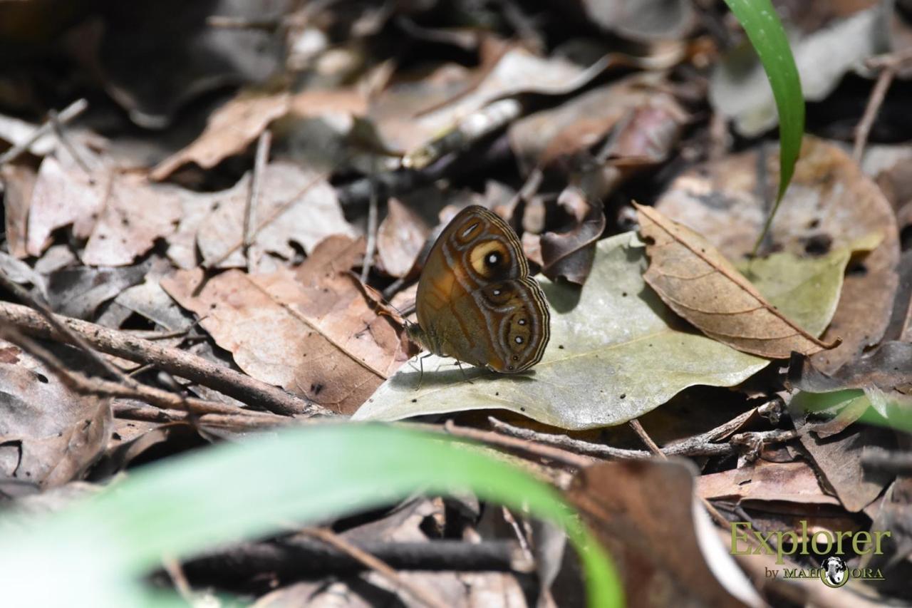 Explorer By Eco Team - Wasgamuwa National Park Exterior photo