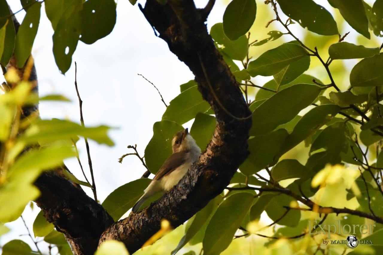 Explorer By Eco Team - Wasgamuwa National Park Exterior photo