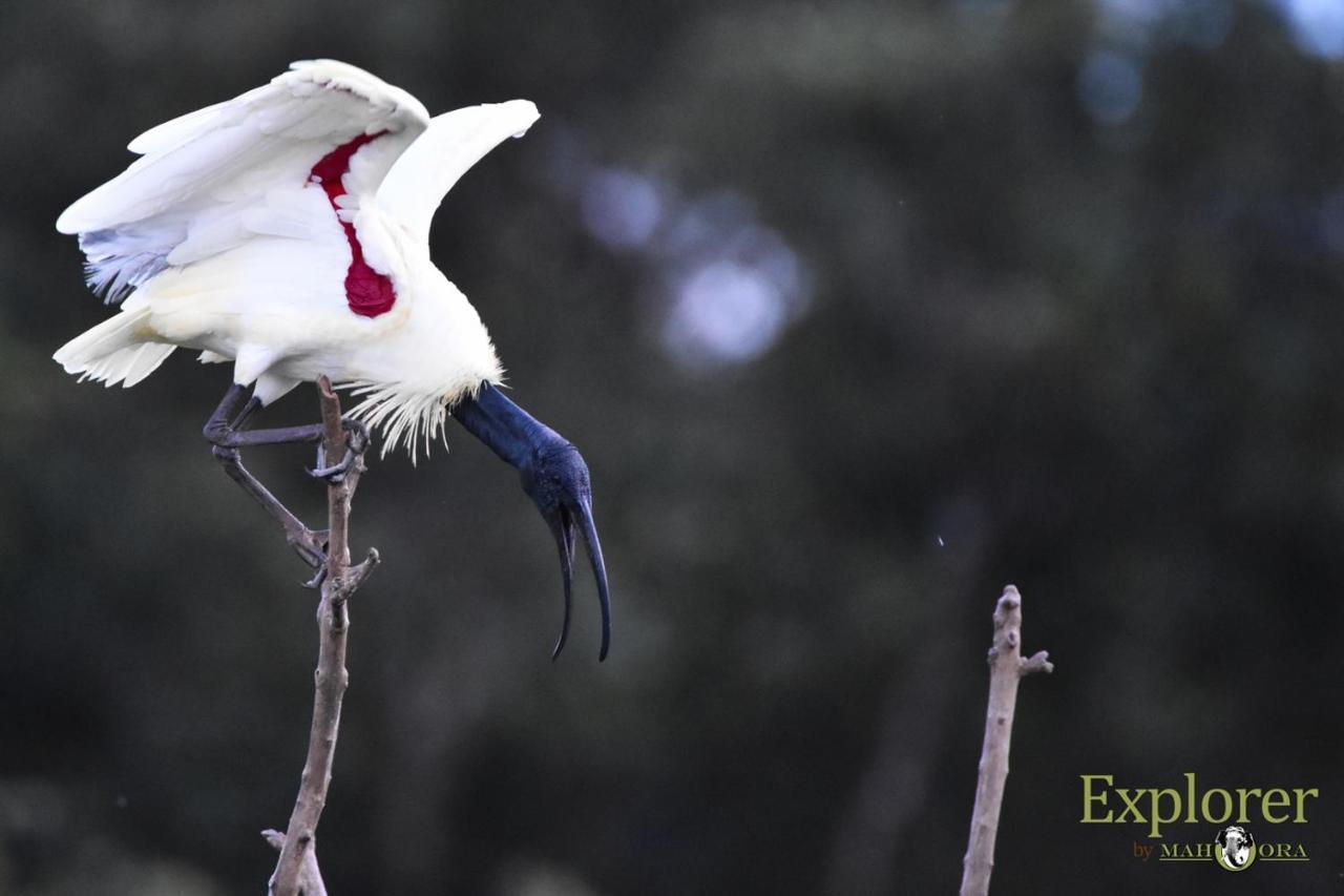 Explorer By Eco Team - Wasgamuwa National Park Exterior photo