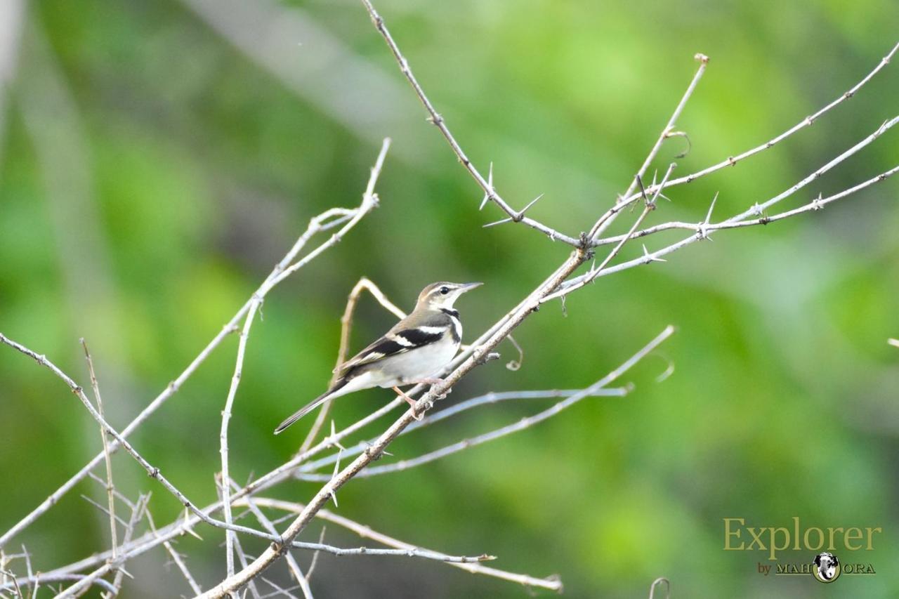 Explorer By Eco Team - Wasgamuwa National Park Exterior photo